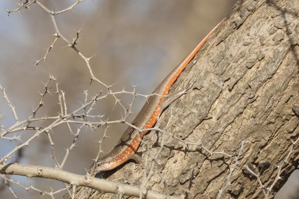 Orange-flanked Skink