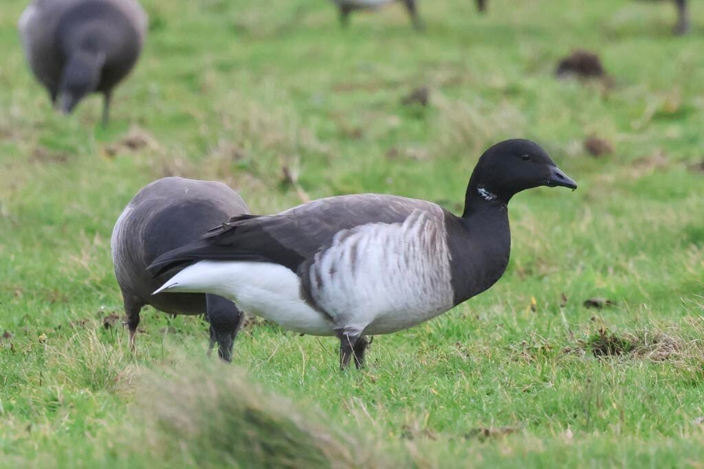 Pale-bellied Brent Goose