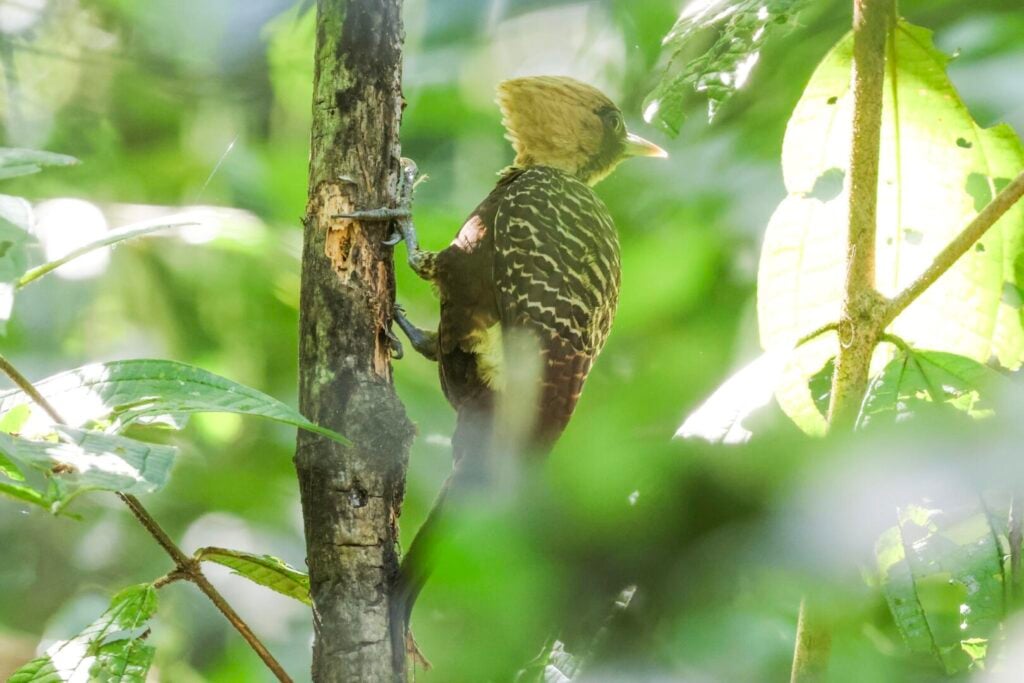 Pale-crested Woodpecker