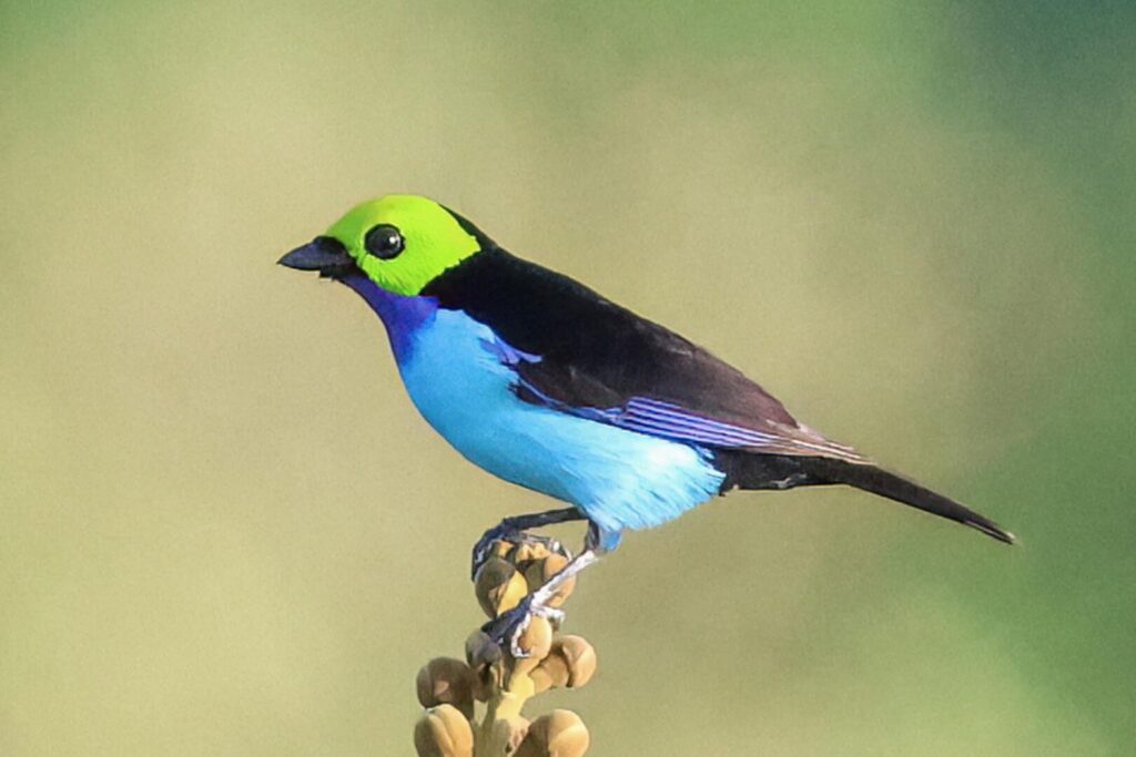 Paradise Tanager