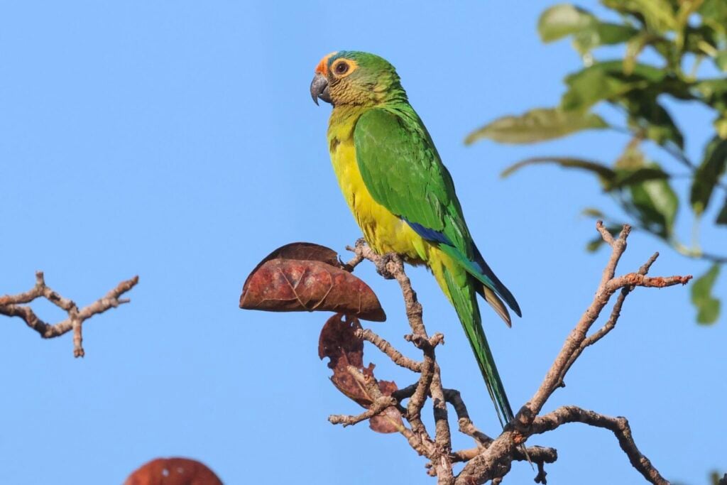 Peach-fronted Parakeet