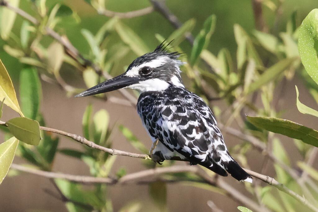 Pied Kingfisher