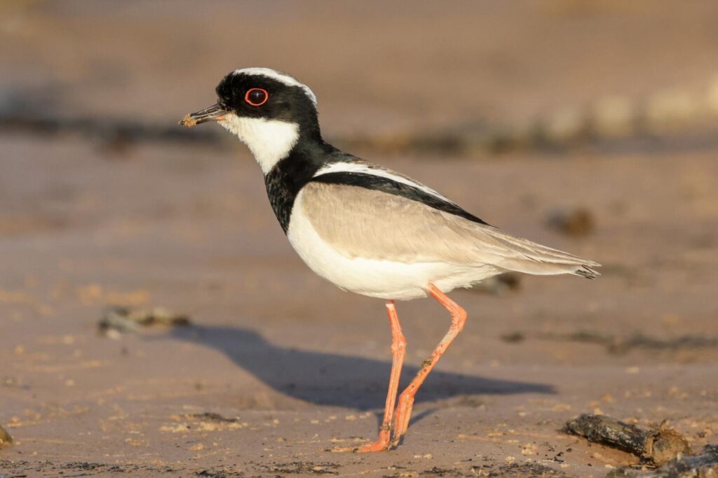 Pied Plover