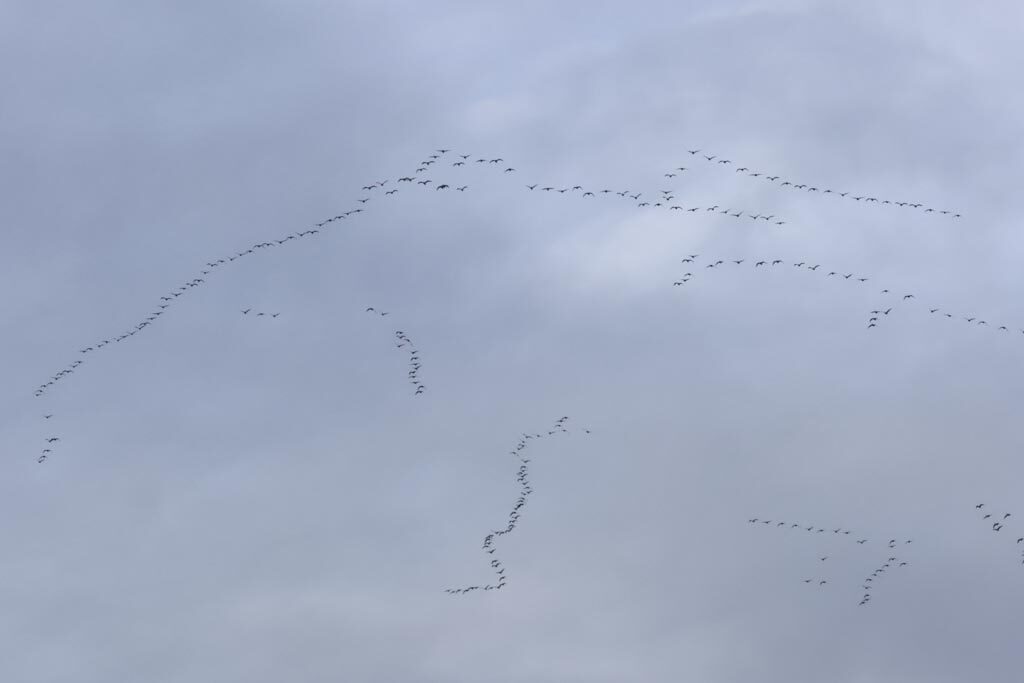 Pink-footed Geese