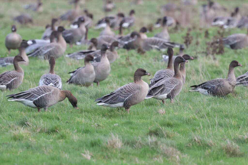Pink-footed Geese