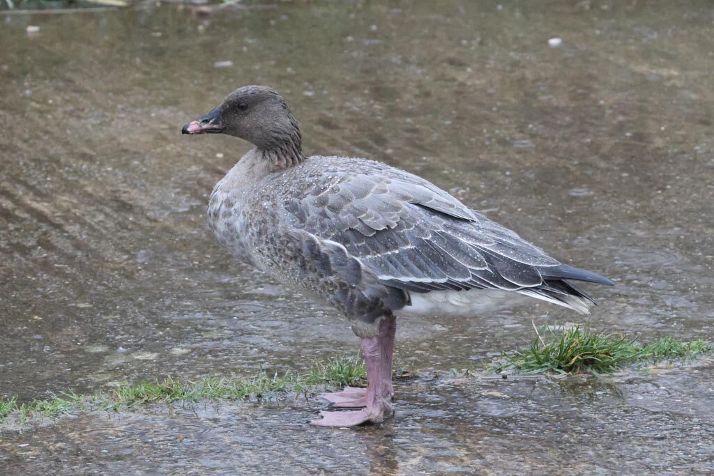 Pink-footed Goose