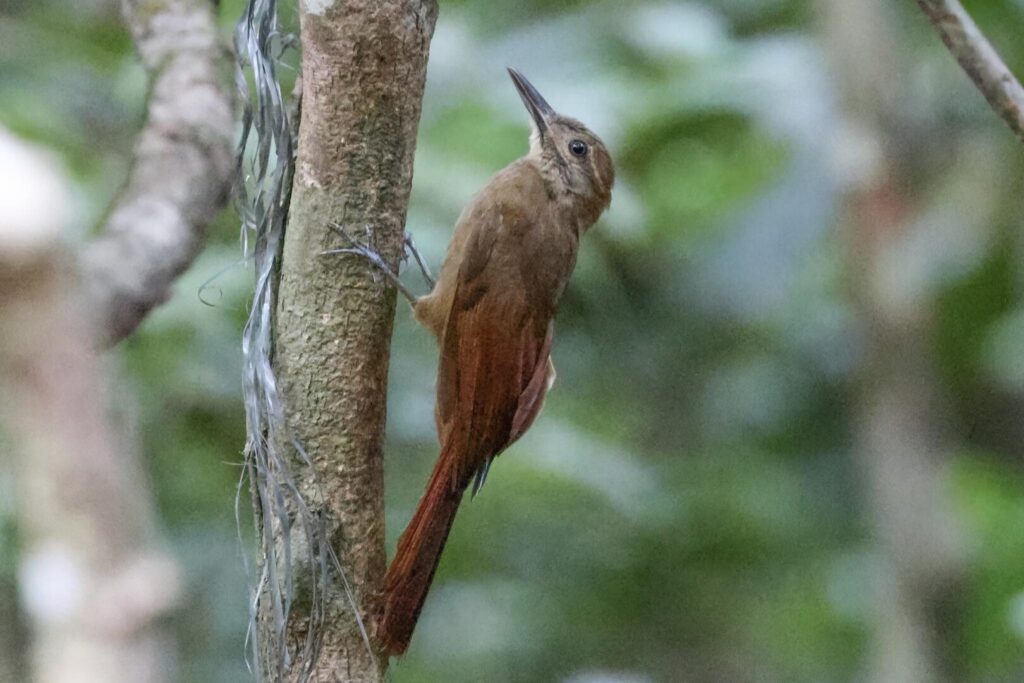 Plain-brown Woodcreeper