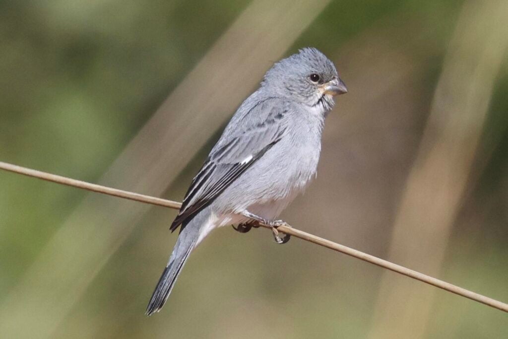 Plumbeous Seedeater