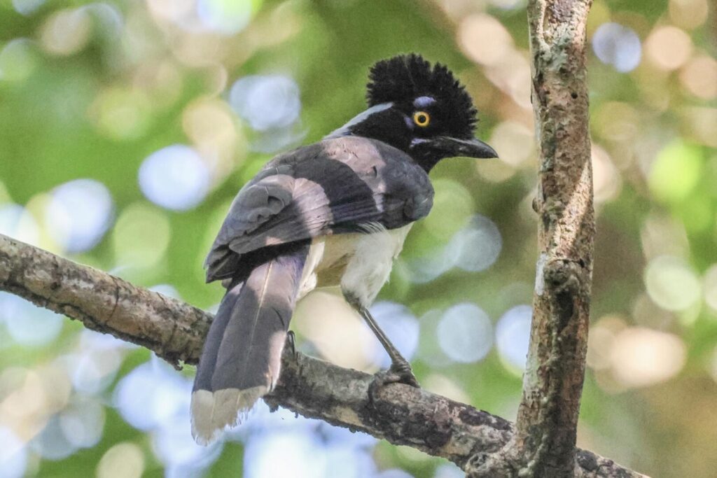 Plush-crested Jay