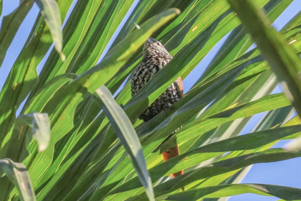 Point-tailed Palmcreeper