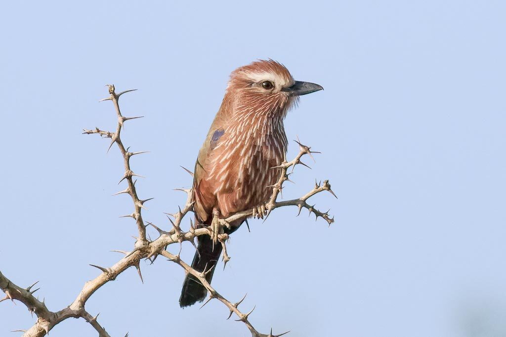 Purple Roller