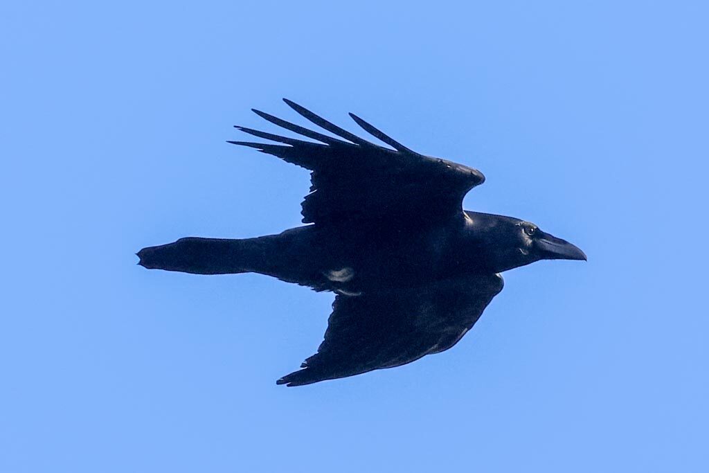 Raven