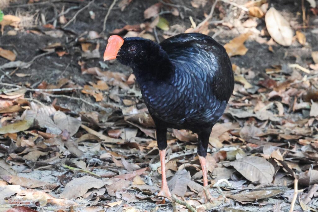 Razor-billed Curassow