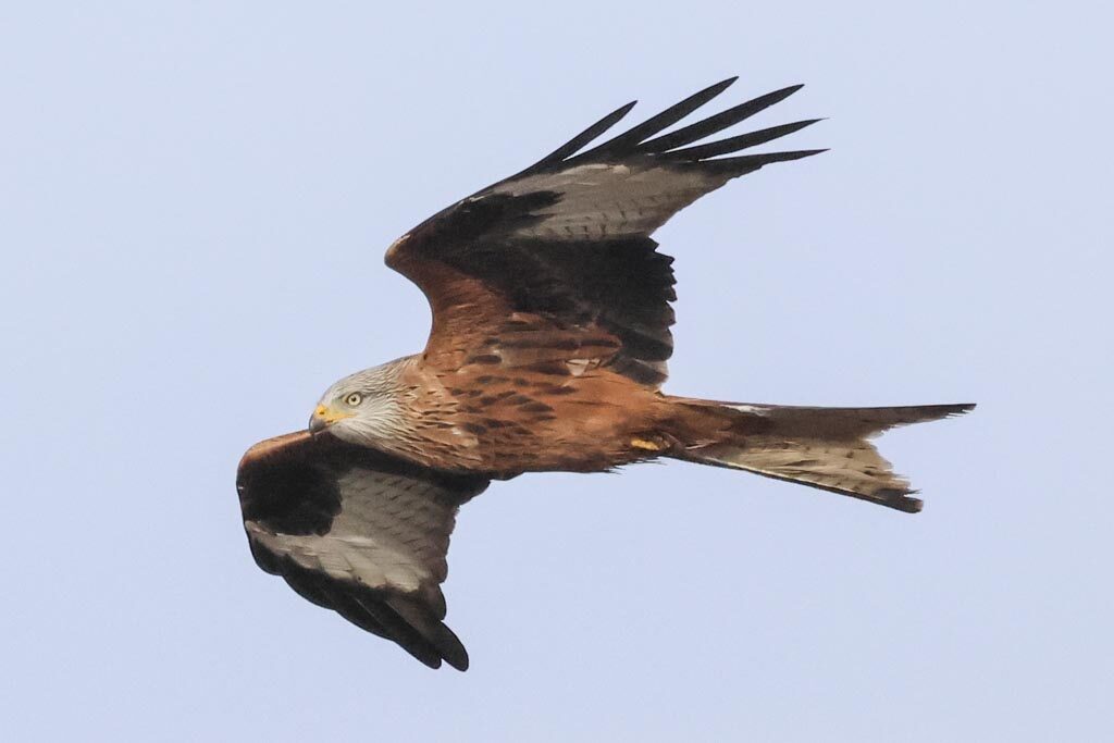 Red Kite
