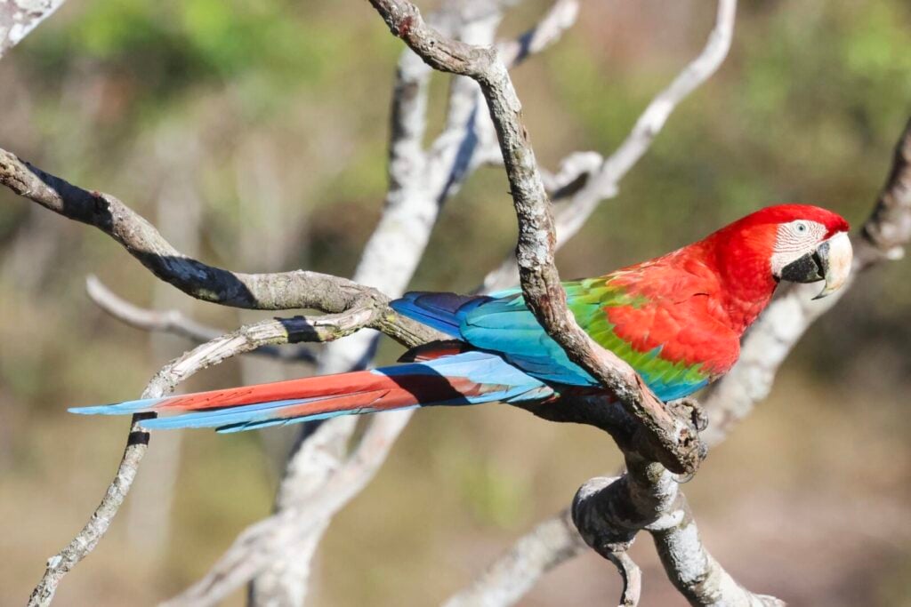 Red-and-Green Macaw