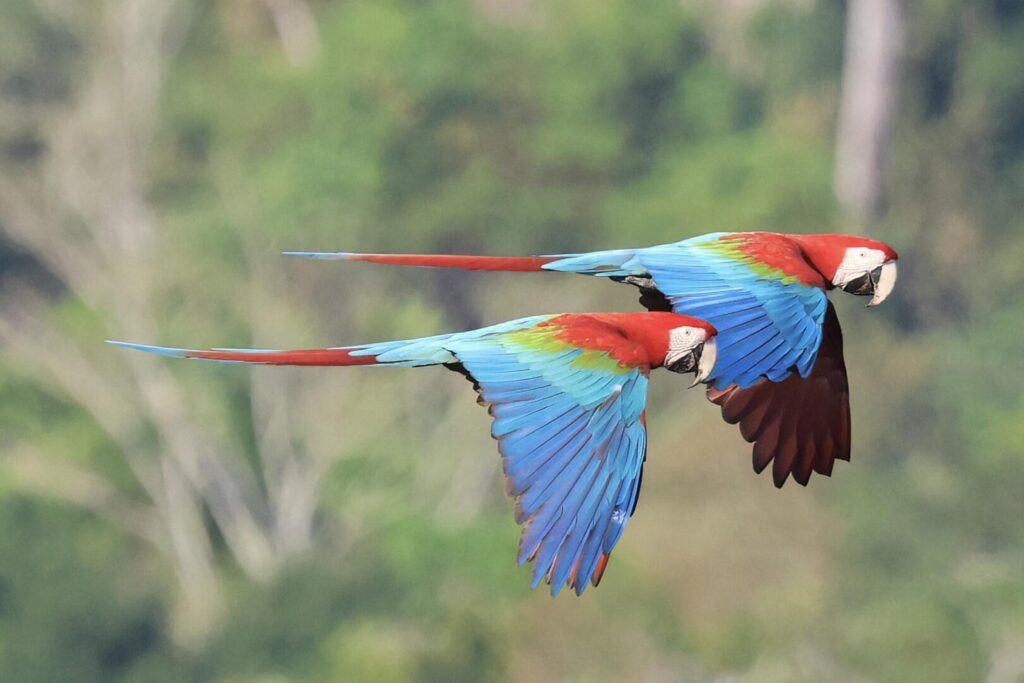 Red-and-green Macaw