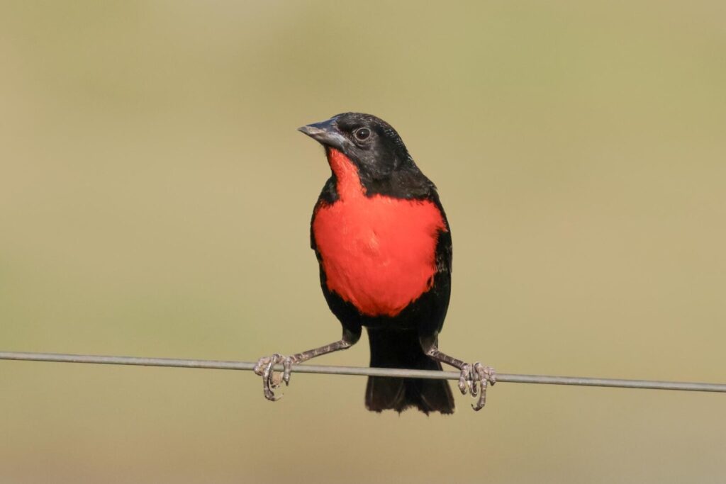 Red-breasted Meadowlark