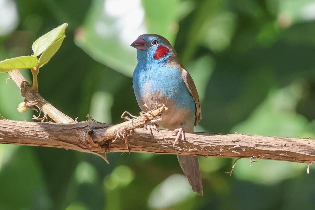 Red-cheeked Cordonbleu