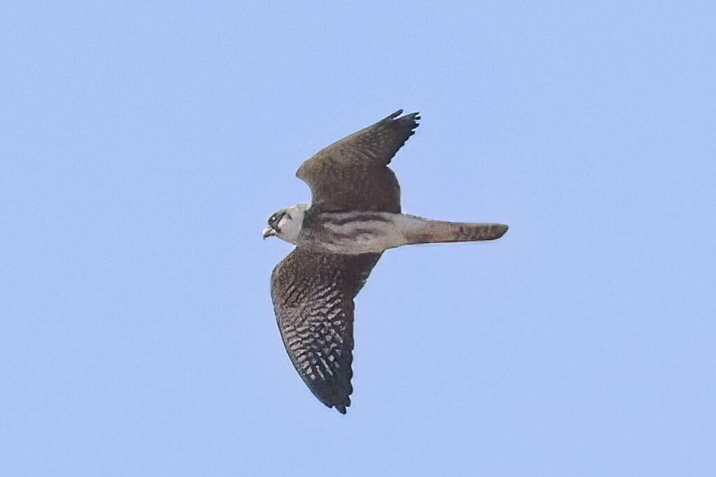 Red-footed Falcon