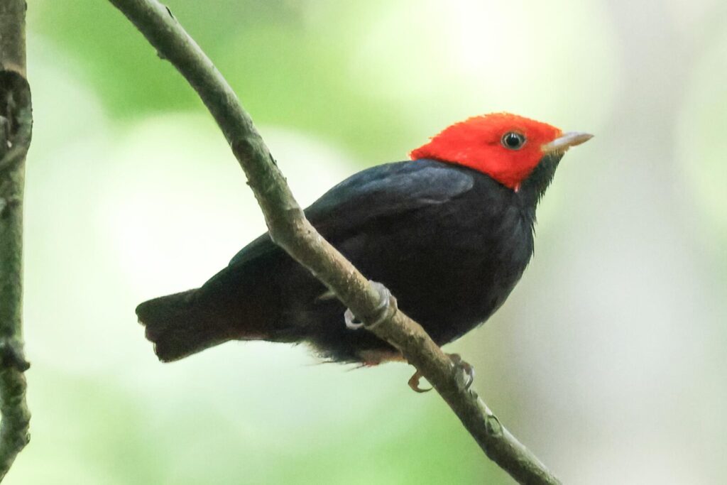 Red-headed Manakin
