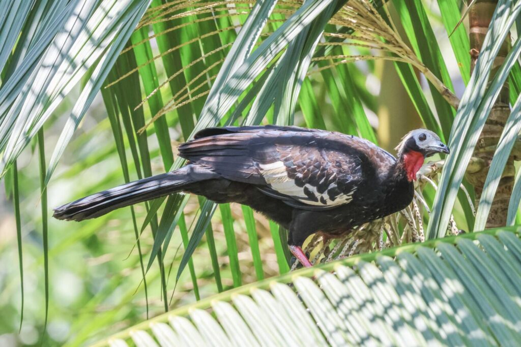 Red-throated Piping Guan