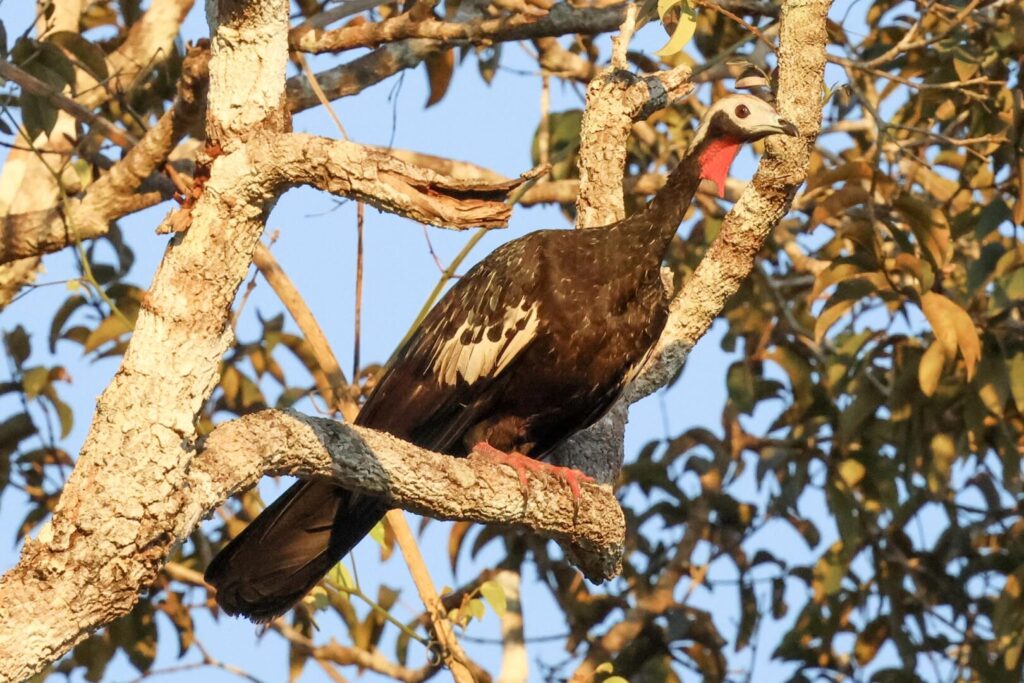 Red-throated Piping-Guan