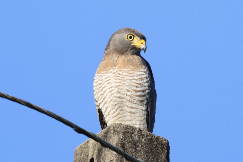 Roadside Hawk