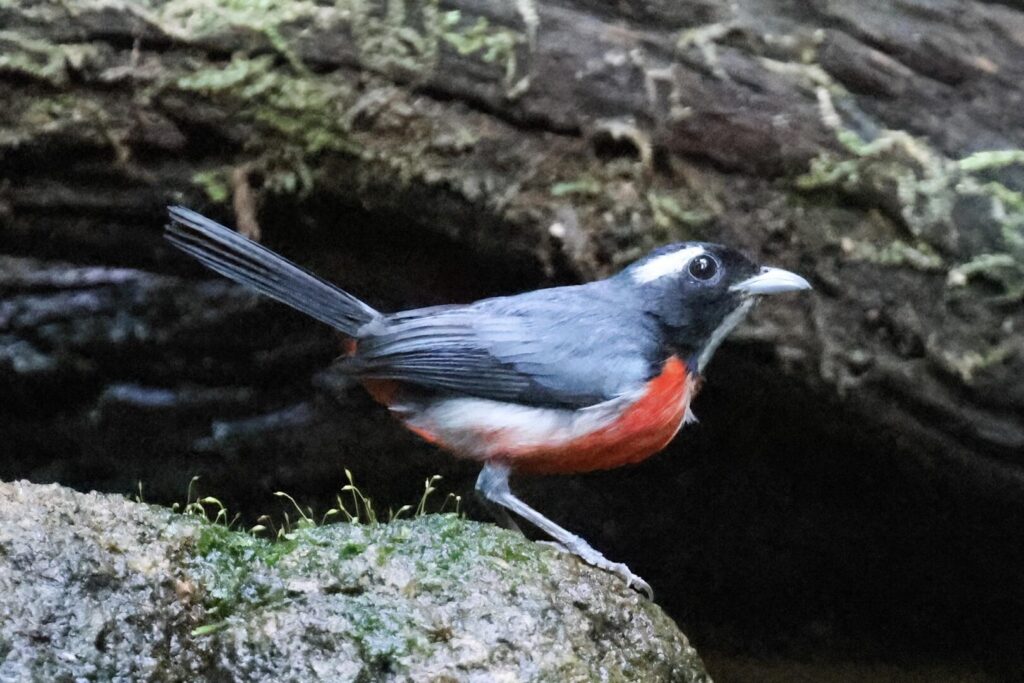 Rose-breasted Chat