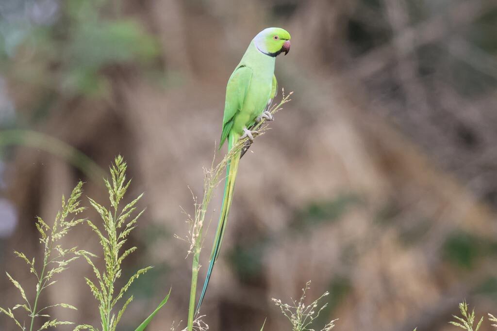 Rose-ringed Parakeet