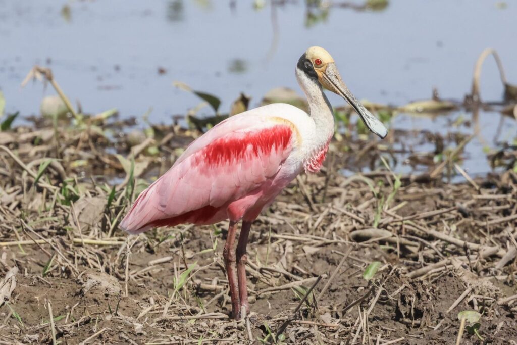 Roseate Spoonbill