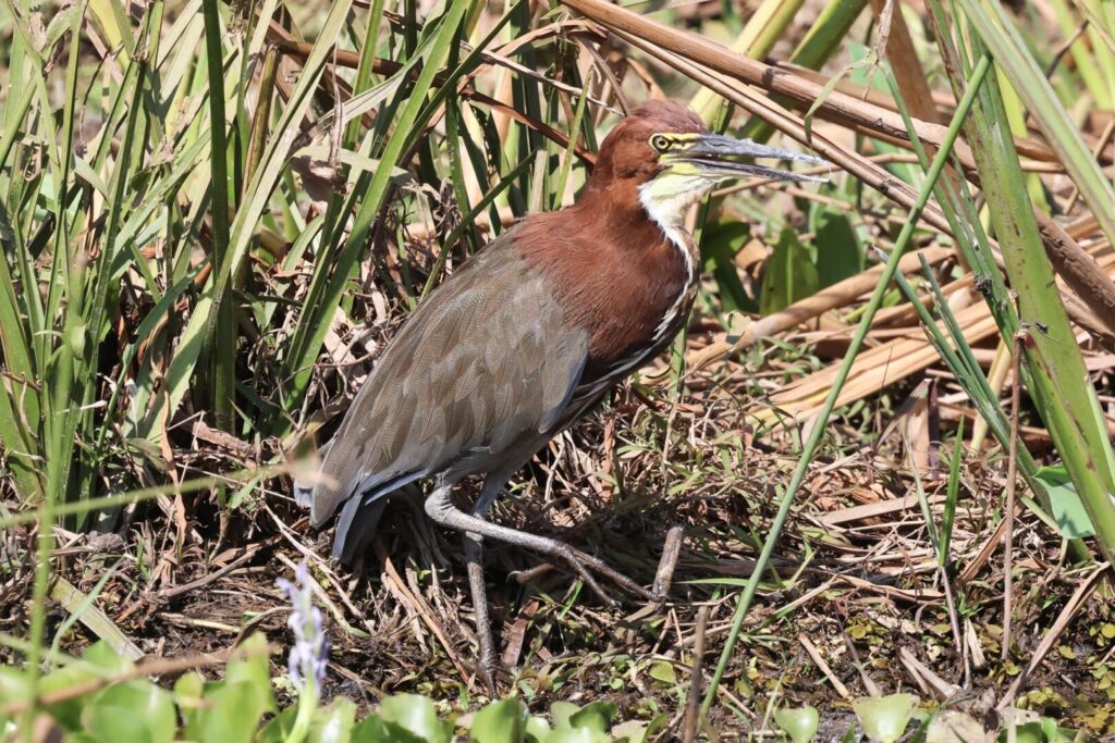 Rufescent Tiger Heron