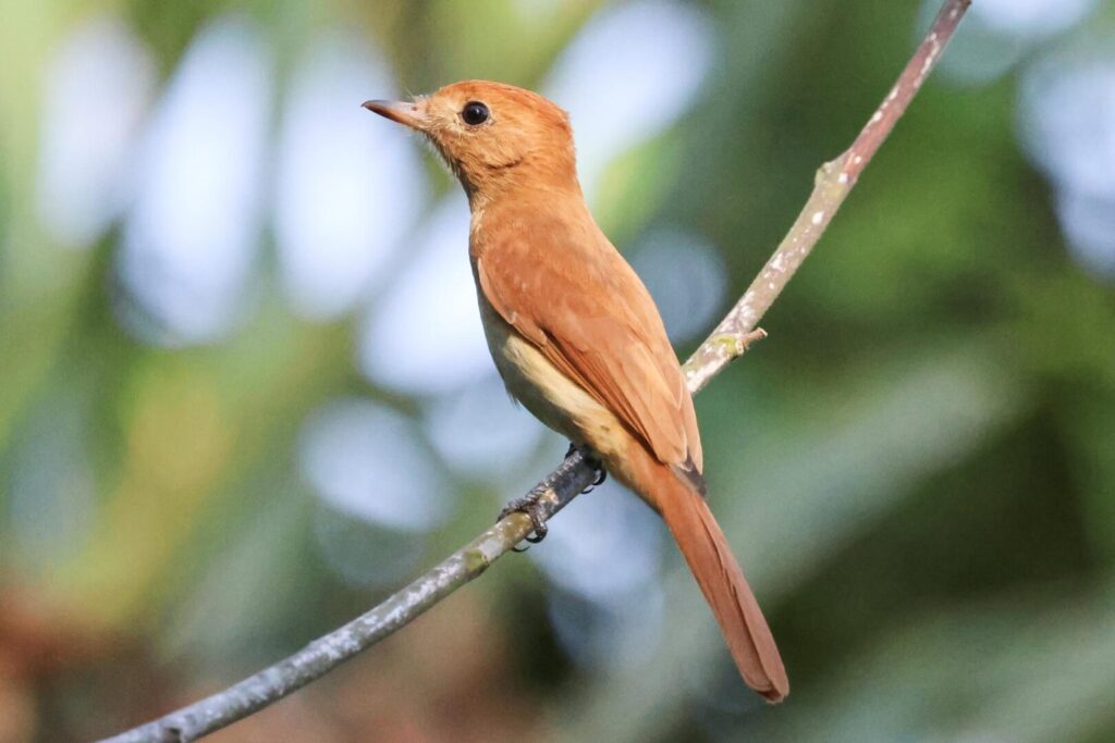 Rufous Casiornis