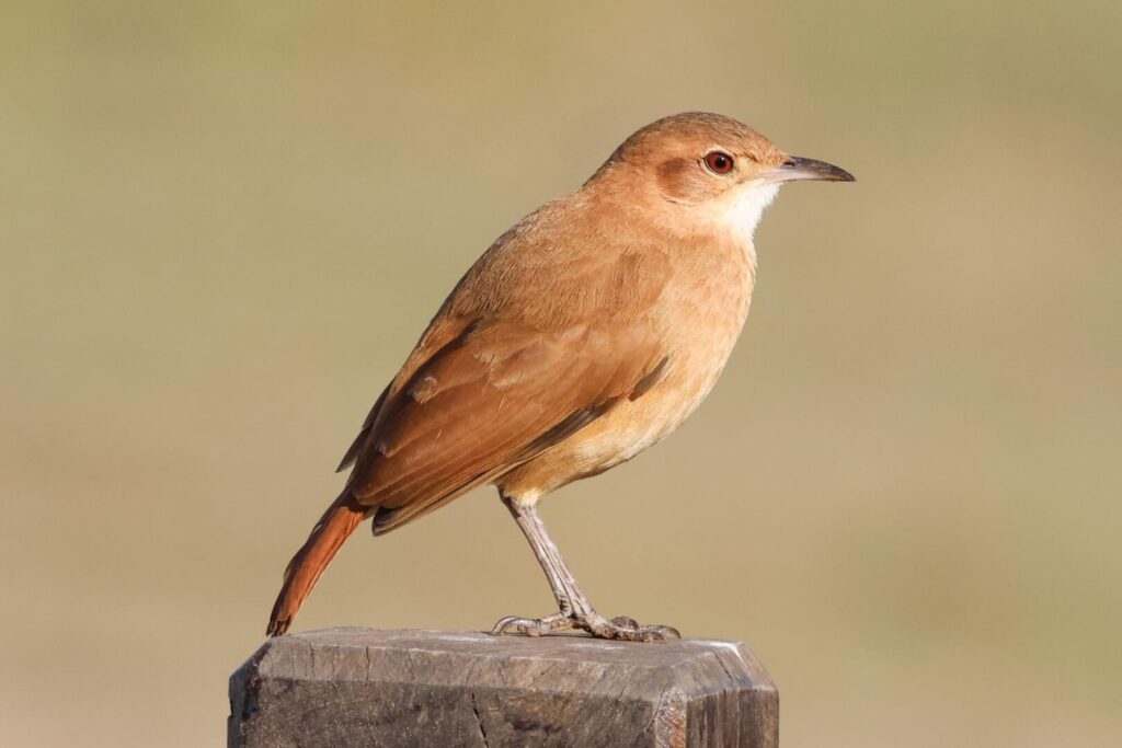 Rufous Hornero