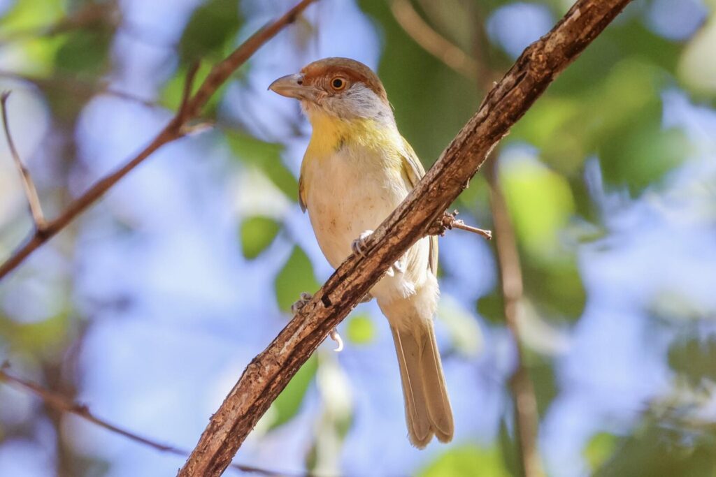 Rufous-browed Peppershrike