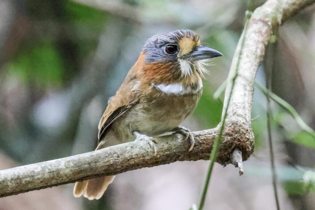 Rufous-necked Puffbird