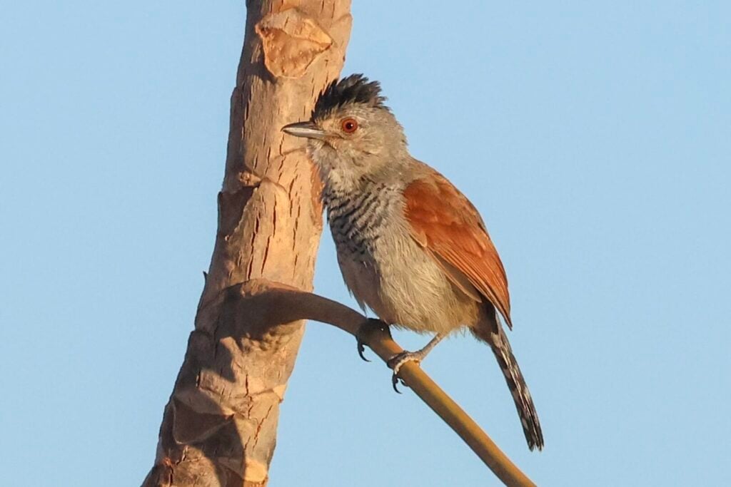 Rufous-winged Antshrike