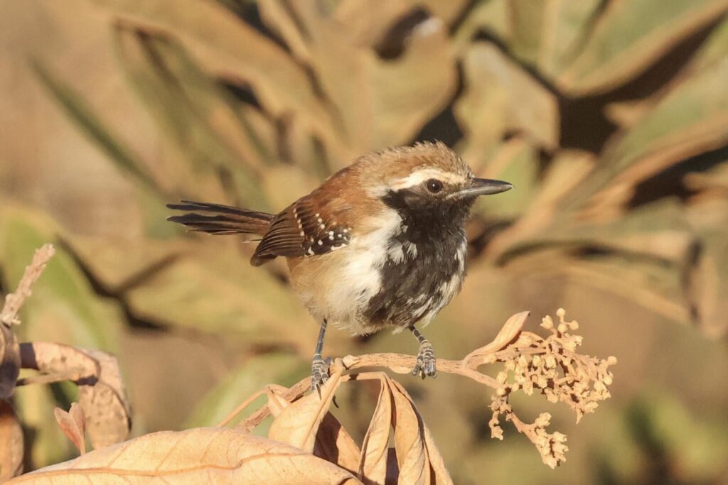 Rusty-backed Antwren
