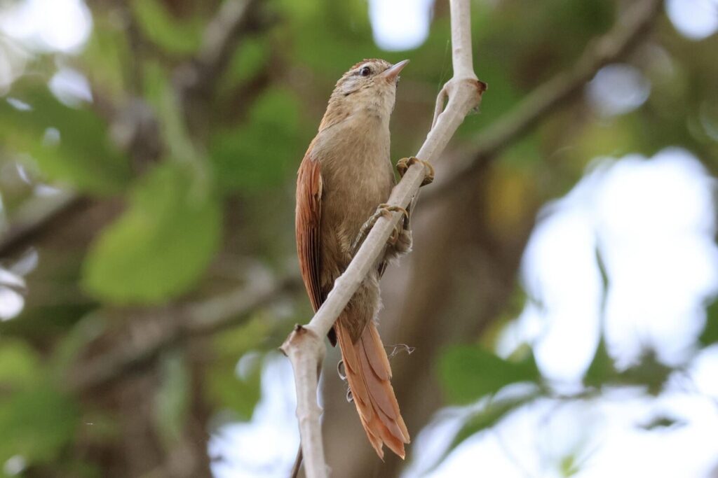 Rusty-backed Spinetail