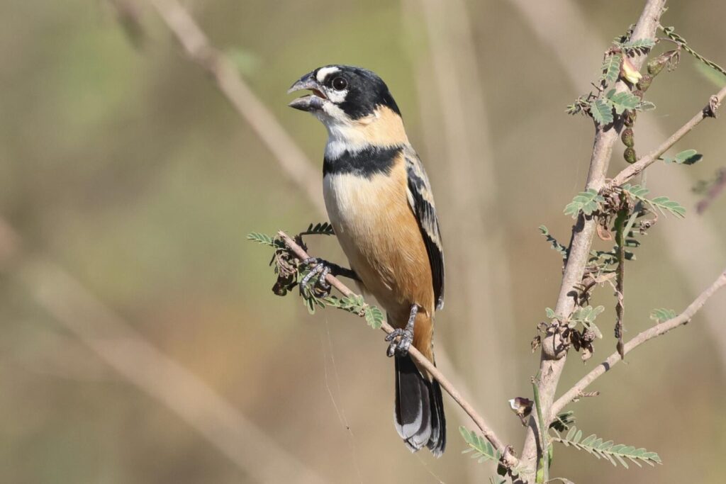 Rusty-collared Seedeater