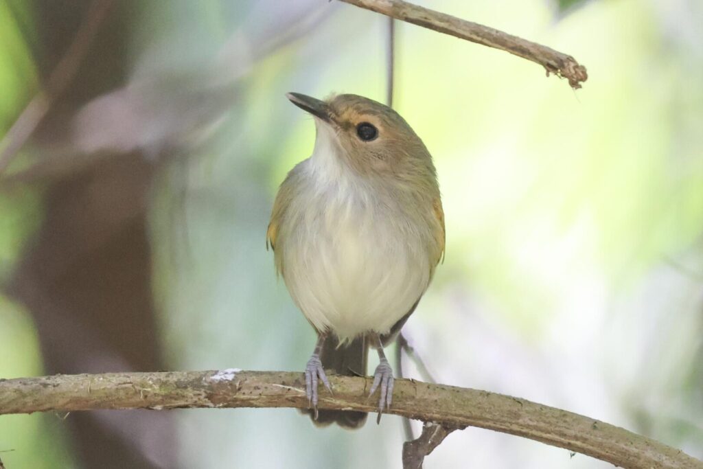 Rusty-fronted Tody-Flycatcher