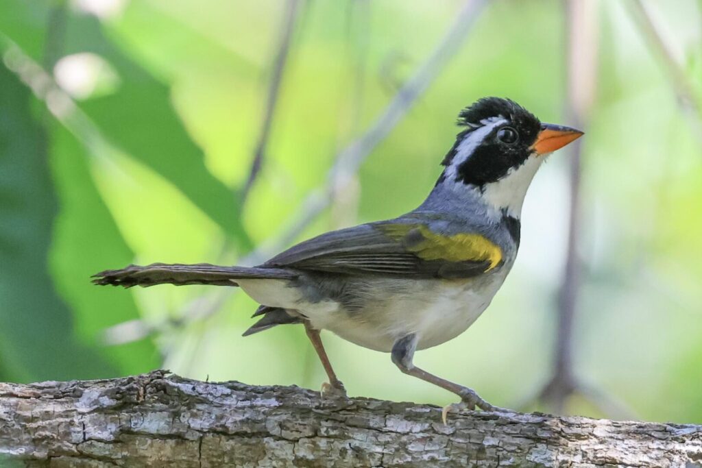 Saffron-billed Sparrow