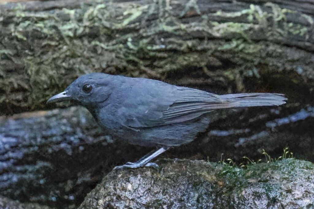 Saturnine Antshrike