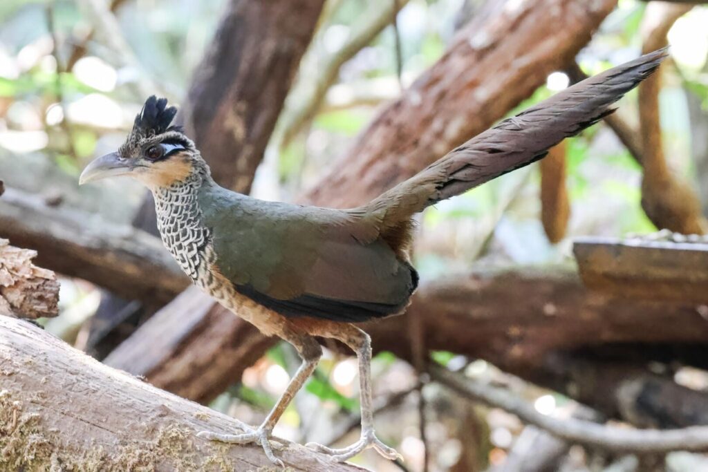 Scaled Ground-Cuckoo