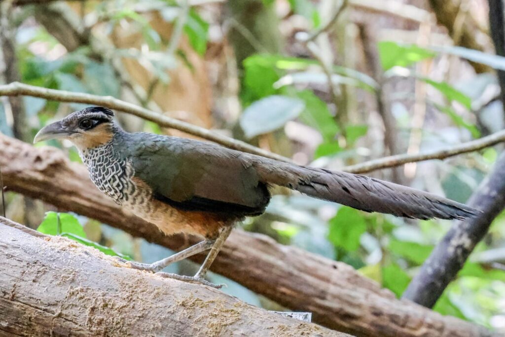 Scaled Ground-Cuckoo