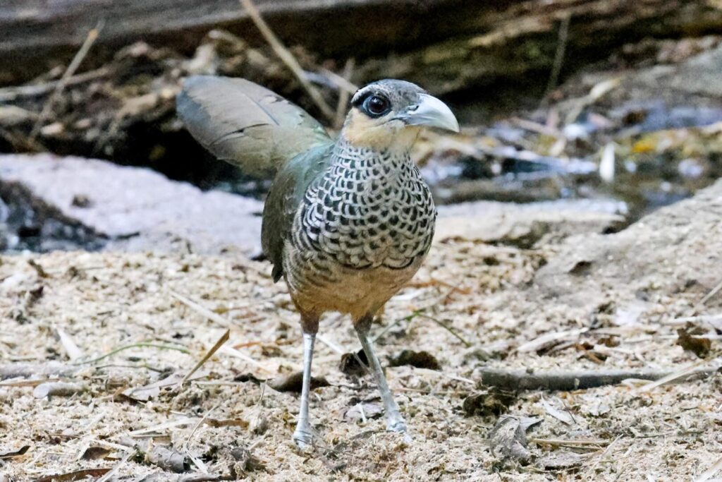 Scaled Ground-Cuckoo