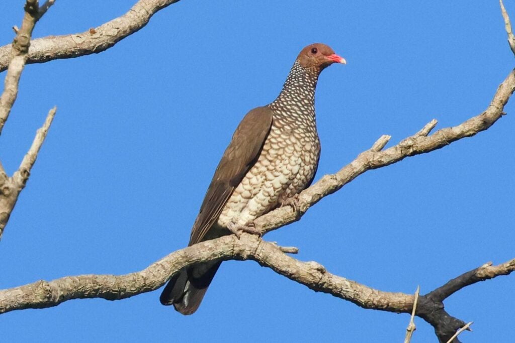 Scaled Pigeon