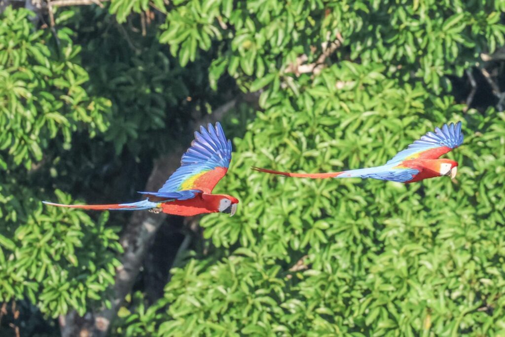 Scarlet Macaws