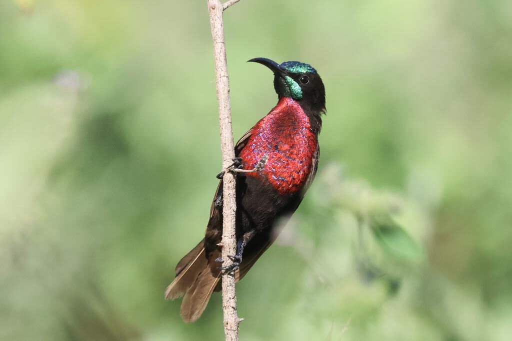 Scarlet-chested Sunbird