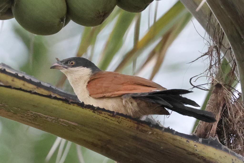 Senegal Coucal