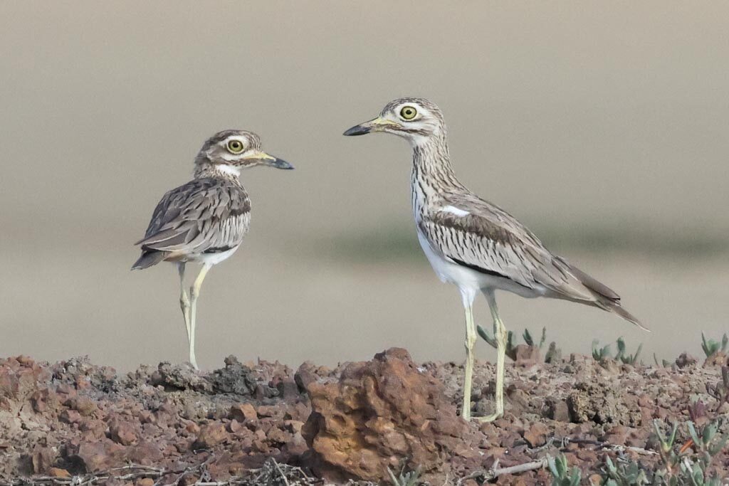 Senegal Thick-knees